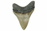 Serrated, Fossil Megalodon Tooth - North Carolina #340864-1